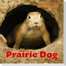 Prairie Dog