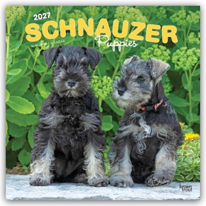 Publishers, Browntrout. Schnauzer Puppies - Schnauzer Welpen 2027 - 16-Monatskalender - Original BrownTrout-Kalender [Mehrsprachig] [Kalender]. Browntrout Verlags GmbH, 2026.