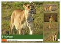 Löwen - gross und klein (Wandkalender 2024 DIN A3 quer), CALVENDO Monatskalender