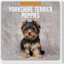 Yorkshire Terrier Puppies - Yorkshire Terrier Hundewelpen 2027 - 16-Monatskalender