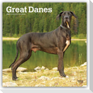 Great Danes - Deutsche Dogge 2027 - 16-Monatskalender