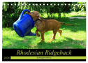 Rhodesian Ridgeback - Schnappschüsse - (Tischkalender 2024 DIN A5 quer), CALVENDO Monatskalender