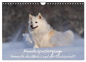 Hundespaziergänge - Momente des Glücks und der Dankbarkeit (Wandkalender 2024 DIN A4 quer), CALVENDO Monatskalender