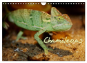 Chamäleons (Wandkalender 2024 DIN A4 quer), CALVENDO Monatskalender