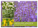 Heilpflanzen für Körper, Seele und Sinne (Wandkalender 2025 DIN A4 quer), CALVENDO Monatskalender
