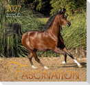 Fascination 2027