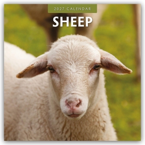 Red, Robin. Sheep - Schafe 2027 - 16-Monatskalender - Original Red Robin Publishing Ltd-Kalender [Mehrsprachig] [Kalender]. Browntrout Verlags GmbH, 2026.
