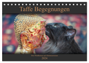 Taffe Begegnungen-Drei Waldkatzen auf Abenteuerreisen (Tischkalender 2024 DIN A5 quer), CALVENDO Monatskalender