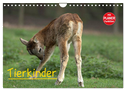 Tierkinder (Wandkalender 2024 DIN A4 quer), CALVENDO Monatskalender