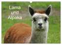 Lama und Alpaka (Wandkalender 2024 DIN A3 quer), CALVENDO Monatskalender