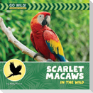 Scarlet Macaws in the Wild