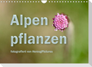 Alpenpflanzen fotografiert von HerzogPictures (Wandkalender 2022 DIN A4 quer)