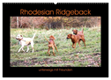 Rhodesian Ridgeback unterwegs mit Freunden (Wandkalender 2025 DIN A2 quer), CALVENDO Monatskalender