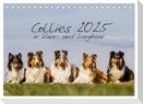 Collies 2025 in Kurz- und Langhaar (Tischkalender 2025 DIN A5 quer), CALVENDO Monatskalender