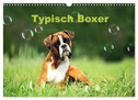 Typisch Boxer (Wandkalender 2024 DIN A3 quer), CALVENDO Monatskalender