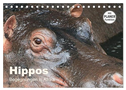 Hippos - Begegnungen in Afrika (Tischkalender 2025 DIN A5 quer), CALVENDO Monatskalender