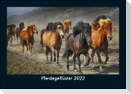 Pferdegeflüster 2022 Fotokalender DIN A5