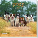 Dogs 2027