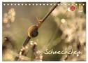 Schneckchen (Tischkalender 2024 DIN A5 quer), CALVENDO Monatskalender