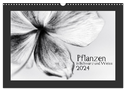 Pflanzen in Schwarz und Weiss / CH-Version (Wandkalender 2024 DIN A3 quer), CALVENDO Monatskalender