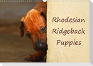 Rhodesian Ridgeback Puppies (Wall Calendar 2022 DIN A3 Landscape)