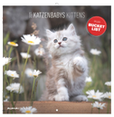 Katzenbabys 2027
