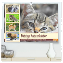 Putzige Katzenkinder. Drollige Kätzchen entdecken die Welt! (hochwertiger Premium Wandkalender 2024 DIN A2 quer), Kunstdruck in Hochglanz