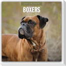 Boxers - Deutscher Boxer 2027 - 16-Monatskalender