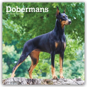 Publishers, Browntrout. Dobermans - Dobermann 2027 - 16-Monatskalender - Original BrownTrout-Kalender [Mehrsprachig] [Kalender]. Browntrout Verlags GmbH, 2026.
