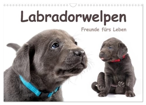 Krätschmer, Photodesign. Labradorwelpen - Freunde fürs Leben (Wandkalender 2025 DIN A3 quer), CALVENDO Monatskalender - Lustige Hundebabys, die Hundeliebhabern das ganze Jahr über Freude bereiten. Calvendo, 2024.