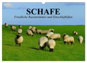 Schafe. Friedliche Rasentrimmer und Einschlafhilfen (Wandkalender 2024 DIN A3 quer), CALVENDO Monatskalender