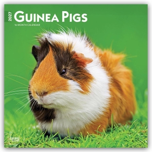 Publishers, Browntrout. Guinea Pigs - Meerschweinschen 2027 - 16-Monatskalender - Original BrownTrout-Kalender [Mehrsprachig] [Kalender]. Browntrout Verlags GmbH, 2026.