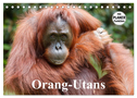 Orang-Utans (Tischkalender 2024 DIN A5 quer), CALVENDO Monatskalender