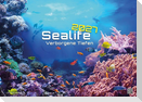 Sealife - verborgene Tiefen - 2027 - Kalender DIN A3