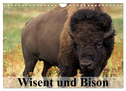 Wisent und Bison (Wandkalender 2025 DIN A4 quer), CALVENDO Monatskalender