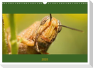 Schicke Krabbler (Wandkalender 2025 DIN A3 quer), CALVENDO Monatskalender