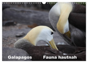 Krause, Johanna. Galapagos. Fauna hautnah (Wandkalender 2024 DIN A3 quer), CALVENDO Monatskalender - Die einzigartige Tierwelt auf Galapagos wird aus nächster Nähe gezeigt.. Calvendo Verlag, 2023.