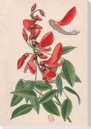 Carnet Ligné Erythrine, Dessin 19e Siècle
