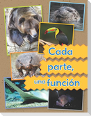 Cada Parte, Una Función