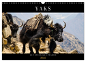 Yaks - auf steinigen Pfaden (Wandkalender 2024 DIN A3 quer), CALVENDO Monatskalender