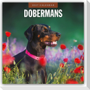 Dobermans - Dobermann 2027 - 16-Monatskalender