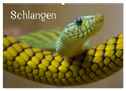 Schlangen (Wandkalender 2024 DIN A2 quer), CALVENDO Monatskalender