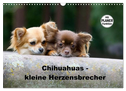 Chihuahuas - kleine Herzensbrecher (Wandkalender 2024 DIN A3 quer), CALVENDO Monatskalender