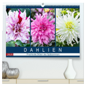 Dahlien - Prachtvolle Blüten des Spätsommers (hochwertiger Premium Wandkalender 2025 DIN A2 quer), Kunstdruck in Hochglanz
