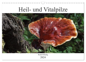 Bindig, Rudolf. Heil- und Vitalpilze (Wandkalender 2024 DIN A3 quer), CALVENDO Monatskalender - Heimische Heil- und Vitalpilze. Calvendo, 2023.