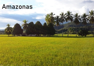 Amazonas. Lais Systeme GmbH, 2026.