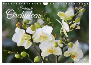 Kruse, Gisela. Schönste Orchideen (Wandkalender 2024 DIN A4 quer), CALVENDO Monatskalender - Fantastische Orchideenblüten, gelungen in Szene gesetzt. Calvendo, 2023.