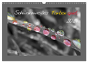 Schwarzweißes Farbenspiel 2024 / AT Version (Wandkalender 2024 DIN A3 quer), CALVENDO Monatskalender