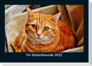 Für Katzenfreunde 2022 Fotokalender DIN A5