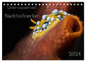 Unterwasserwelt Nacktschnecken (Tischkalender 2024 DIN A5 quer), CALVENDO Monatskalender